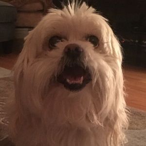 Meet your Posher, Susan